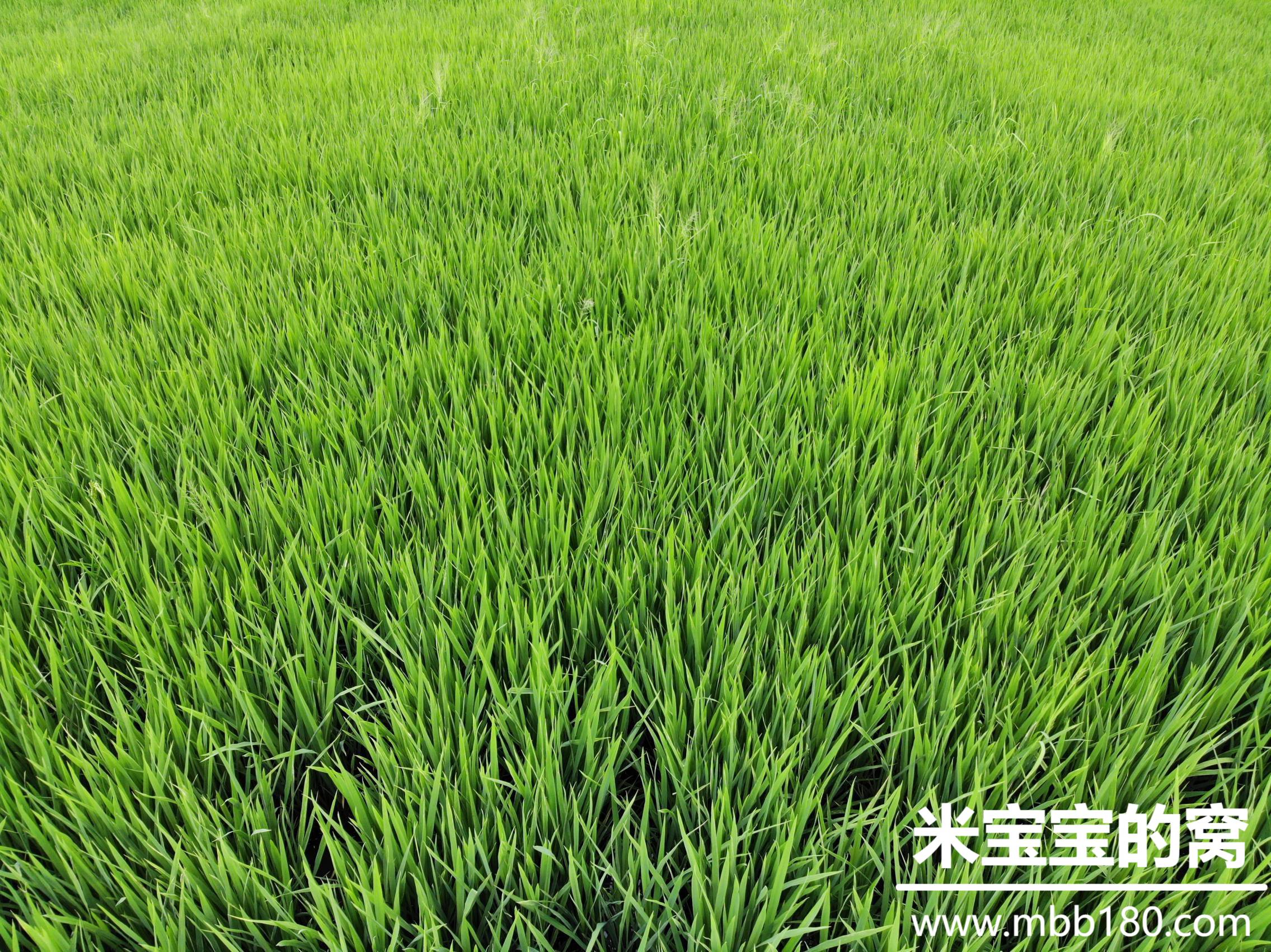 秧苗生长所需的自然条件是什么