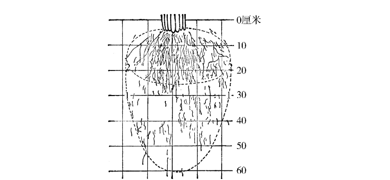 水稻根的生长与生理特性