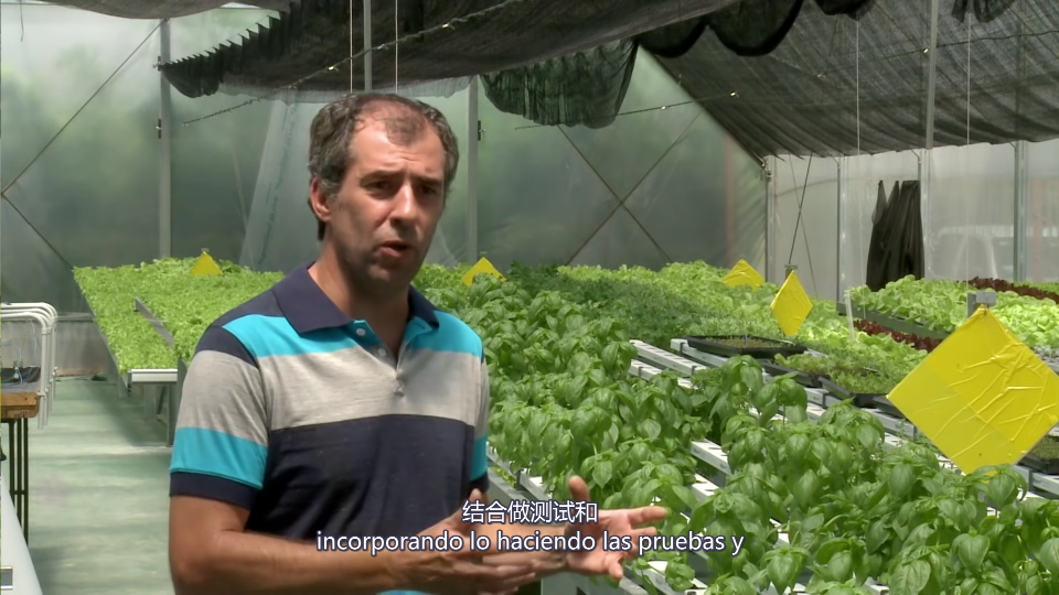 Hidroponía 公司:水培生产以技术求效率的优质生产