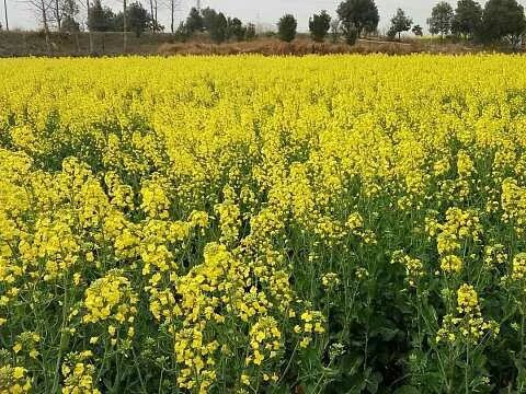 油菜秋播和苗期应注意防控地下害虫