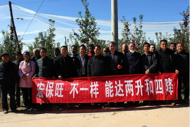 苹果免袋技术省时省工  各地果农在陕西一种植基地观摩免袋苹果的生长情况。