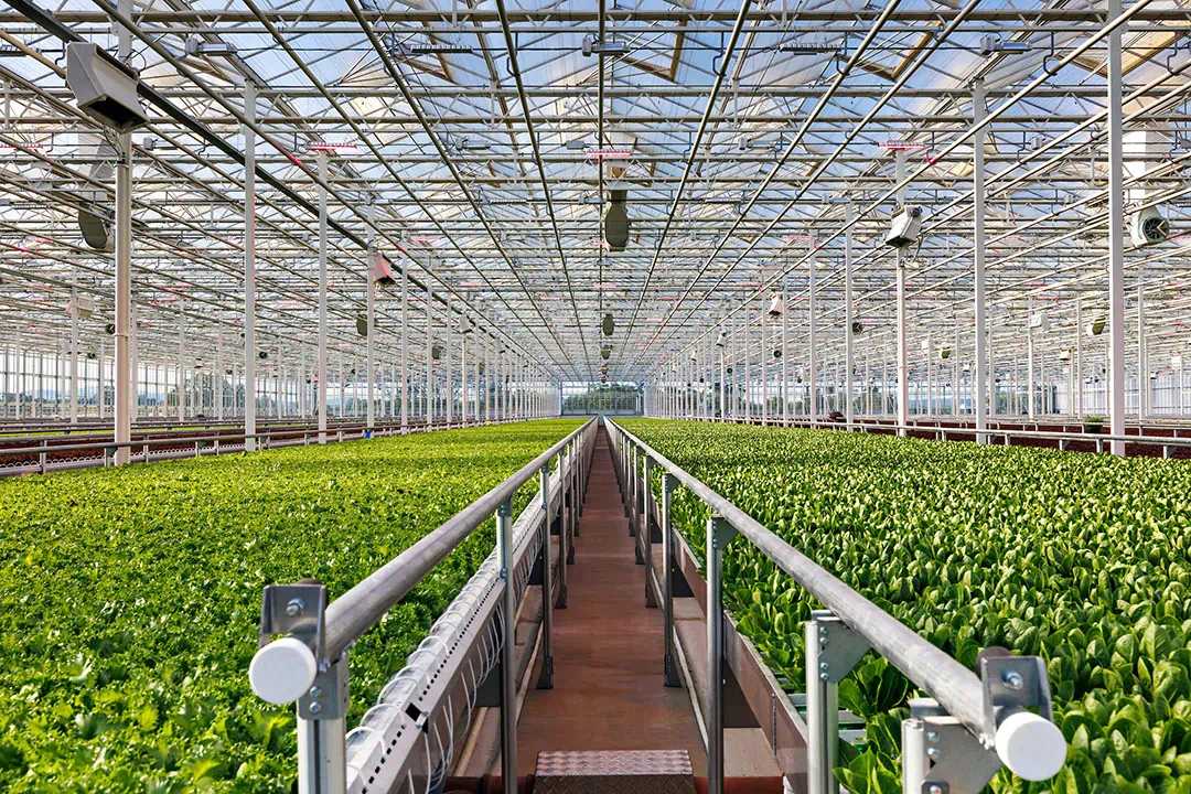 AppHarvest首席执行官:“我们的高科技室内农场是巨型机器人”