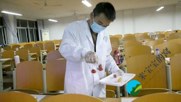 “2022年最受消费者喜爱的樱桃番茄” 评选活动第一轮初赛结束