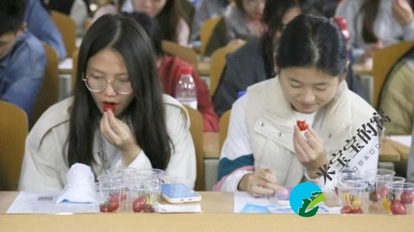 “2022年最受消费者喜爱的樱桃番茄” 评选活动第一轮初赛结束