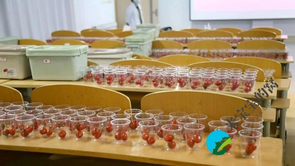 “2022年最受消费者喜爱的樱桃番茄” 评选活动第一轮初赛结束