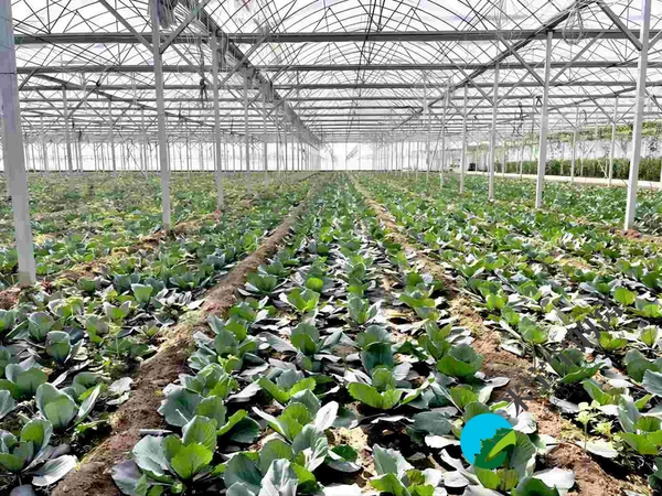 蔬菜走向规模化创经济社会双效益