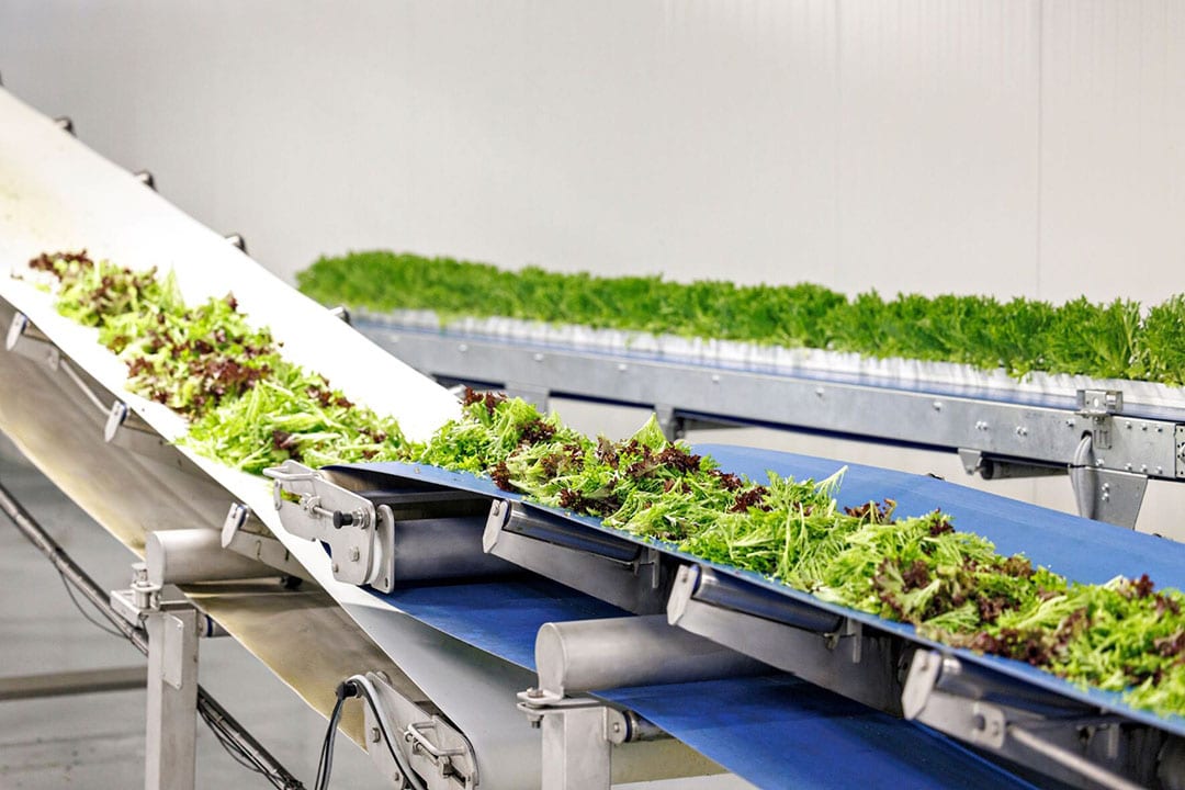 在肯塔基州伯里亚的 15 英亩 AppHarvest Berea 农场自动收获后,一条传送带运送 AppHarvest 沙拉蔬菜。 - 照片:AppHarvest
