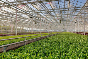 AppHarvest Berea 农场利用阳光和雨水进行种植,并实现了照明、湿度和温度的自动化。 - 照片:AppHarvest