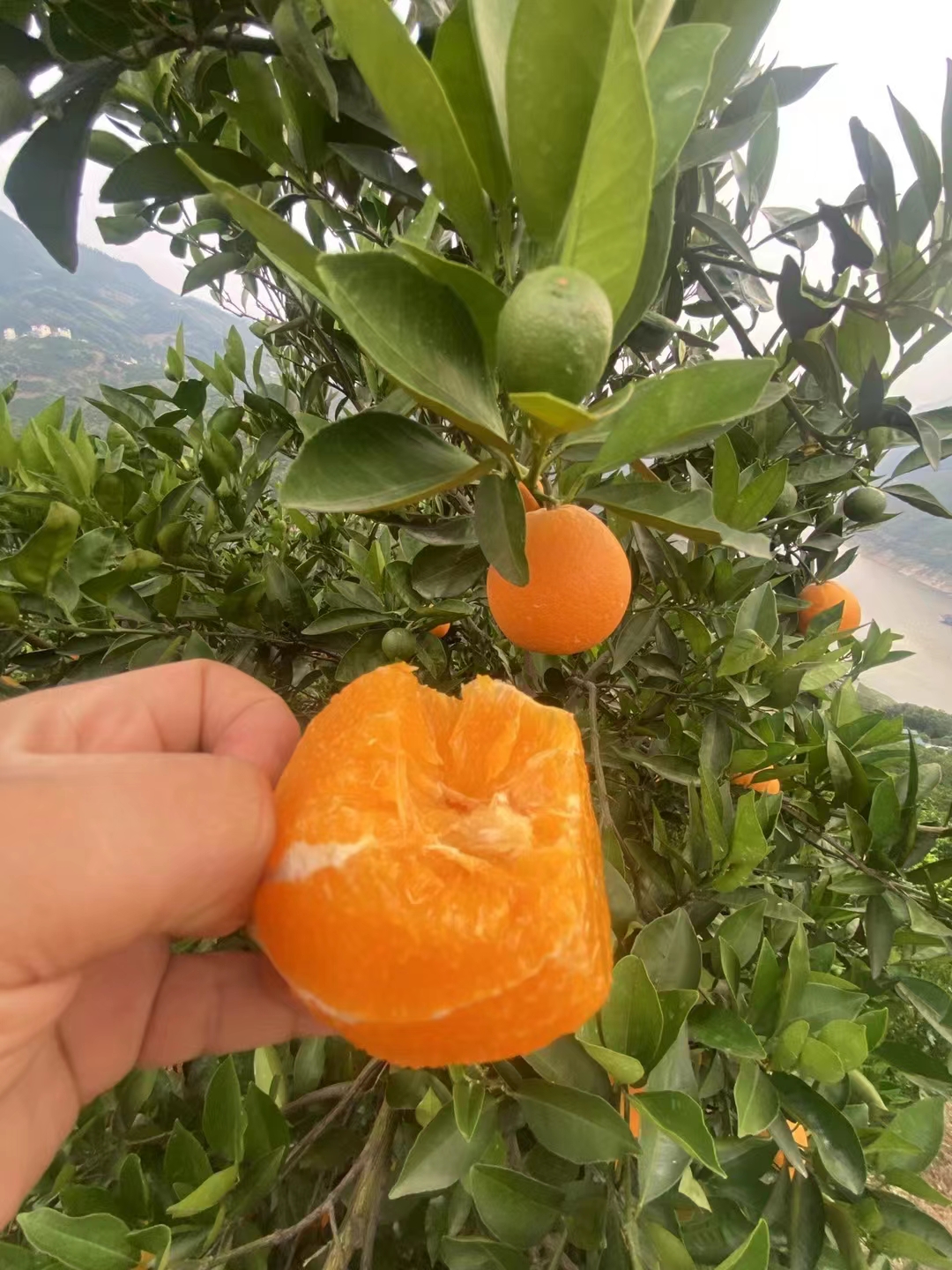 进入8月,柑橘橙子需要做好这几点管理
